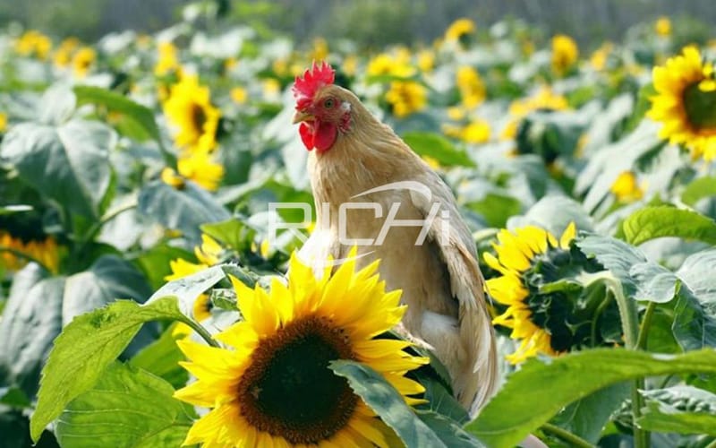 Chickens that come out of the cage in 40 days are fed with hormones and high-calorie feed? Can you eat it?