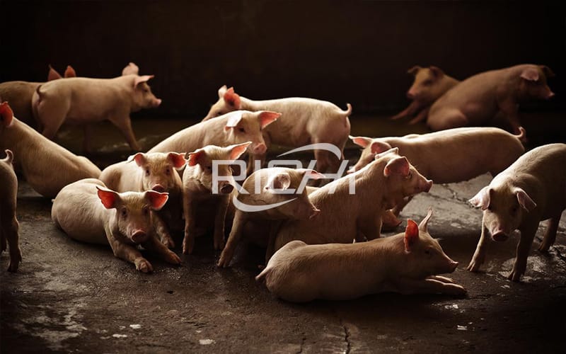 The secret of winter pig farm profit——control the humidity of the pig house