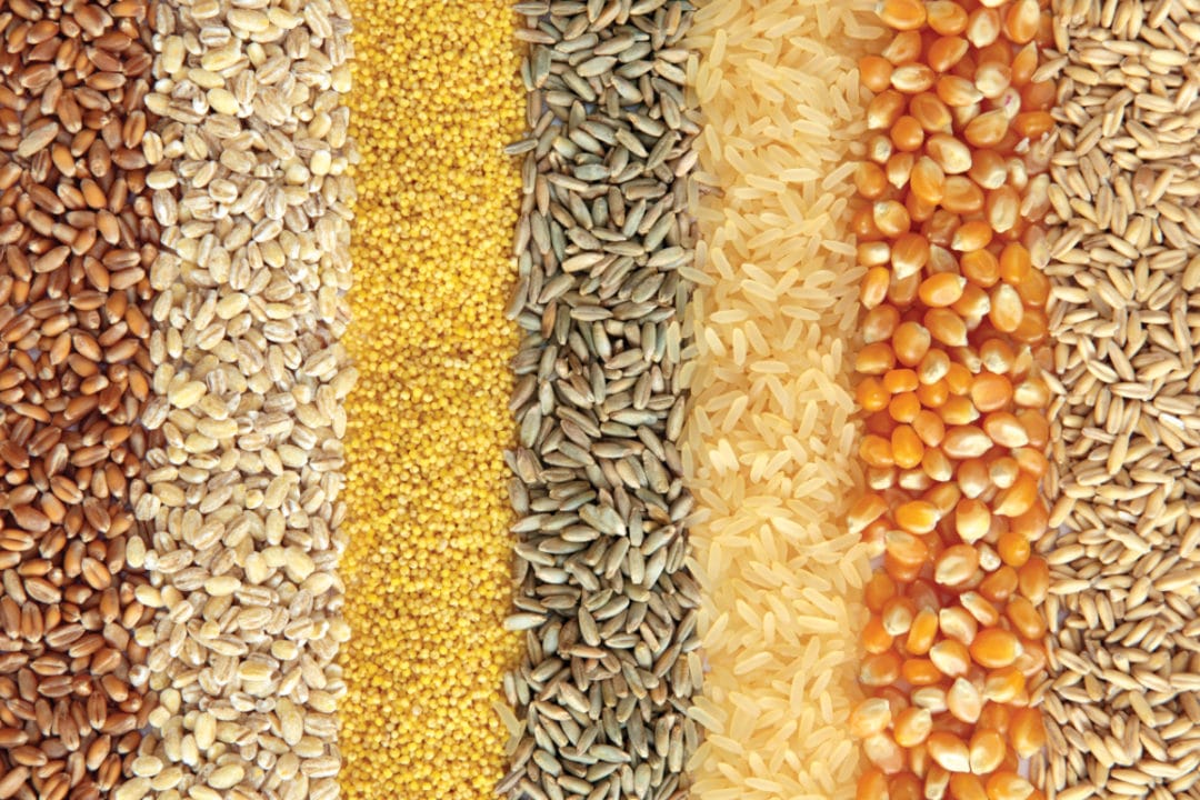 Technical points of heat treatment of grain feed