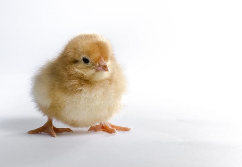 The management measures of the air environment in the chicken house