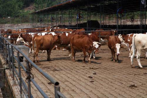 What aspects should be paid attention to in the construction of large-scale cattle farms?