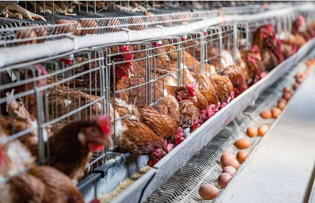 Beware of calcium poisoning in young laying hens