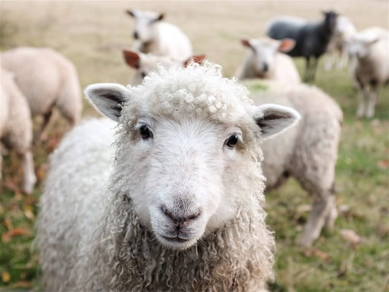 Feeding new corn and old corn to sheep, you need to know these details