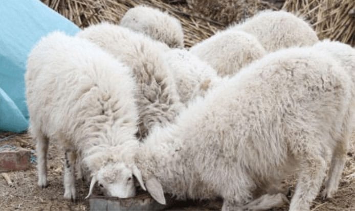 Succulent feed for sheep is good