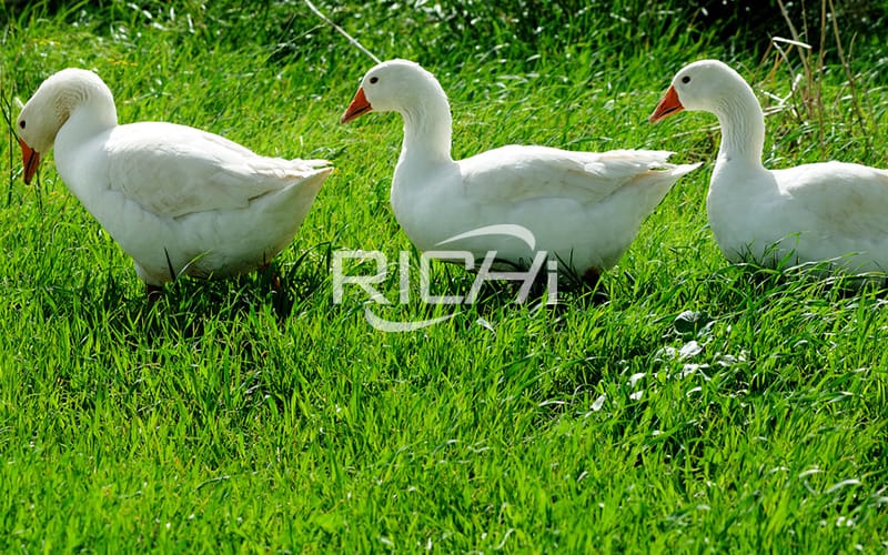 how to make goose feed formula