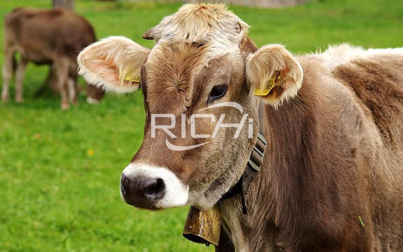 Beef cattle breeding feed formula technology