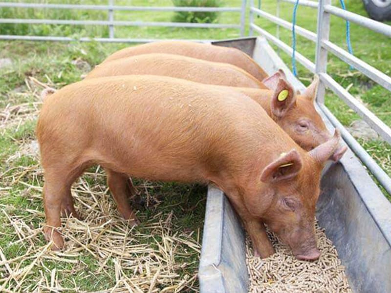 Ten ways to save feed in the process of raising pigs