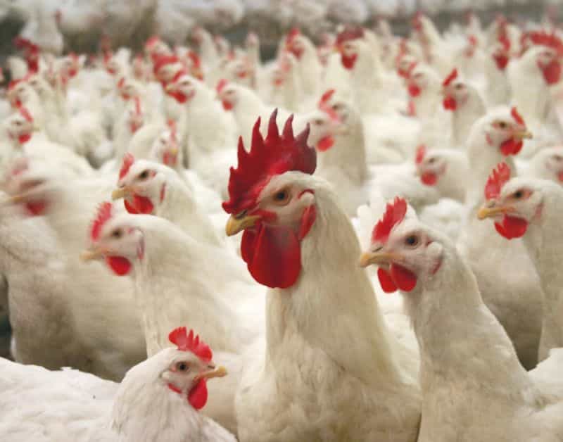 1-60tph feed mill equipment for broiler feeds