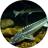 Sturgeons