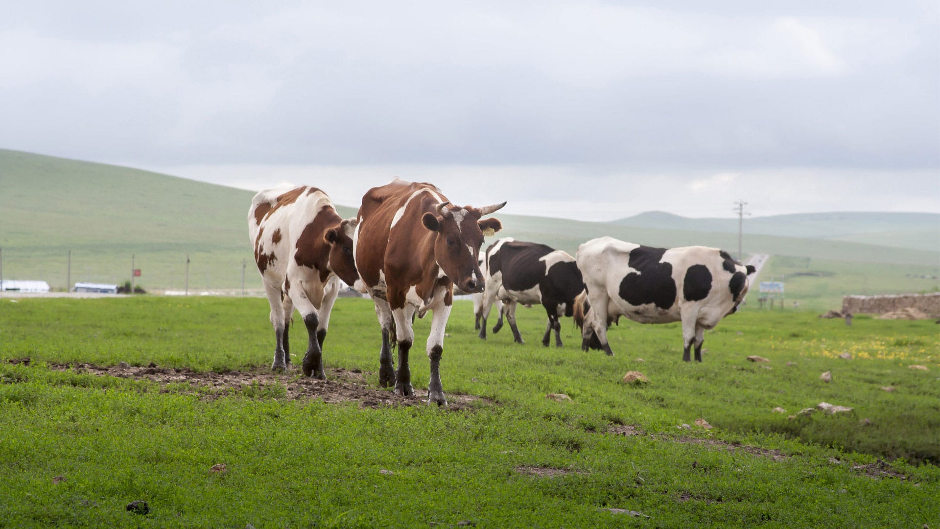 Feed production line