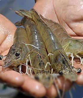 how to raise freshwater shrimp