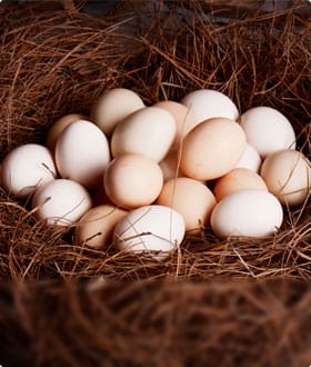 How to get more benefits in the late laying period of laying hens