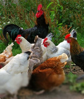 What knowledge do you need to learn to engage in the chicken industry?