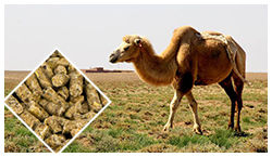 Camel Feed Pellet Line