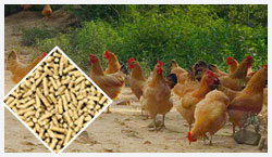 Chicken Feed Pellet Line