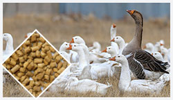 Poultry feed plant for duck feed