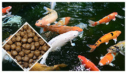 Floating Fish Feed Pellet Line