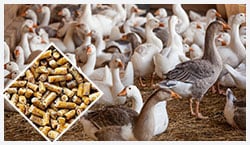 Poultry Feed Processing Plant for goose feed