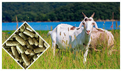 Livestock Feed Production Line for sheep feed