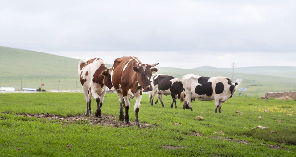 related cases about animal feed pellet production line