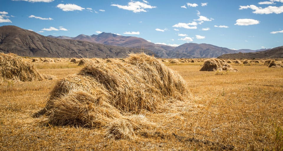 related applications about biomass wood pellet production line