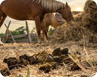 horse manure