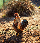 chicken manure